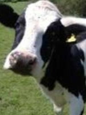 Cover of The Secret Cow Level