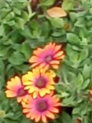 Cover of Dragon Sacrifice