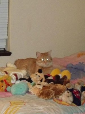 Cover of Dawn over the Queendom of Shallarah (complete)