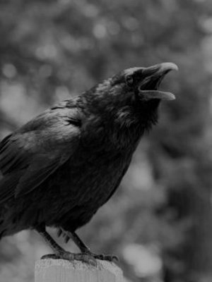 Cover of Born in The Cultivation Habitat.