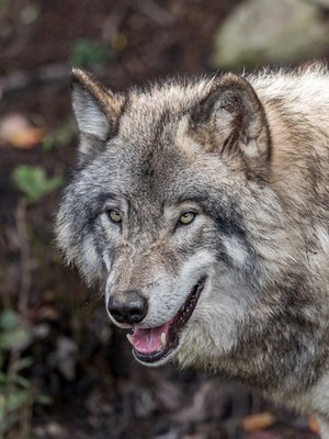 Cover of Lone Wolf-Book One of The Acolytes series