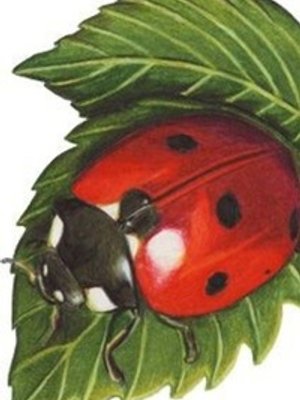 Cover of Bugged and Beloved