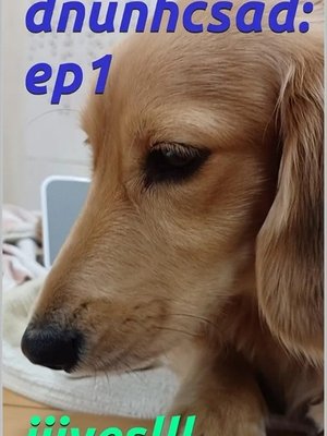 Cover of daschund