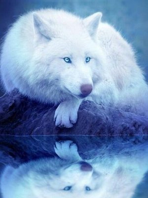 Cover of Moon Princess