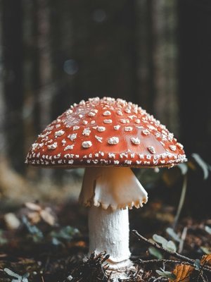 Cover of Un monde où on doit trouver sa place [Français]