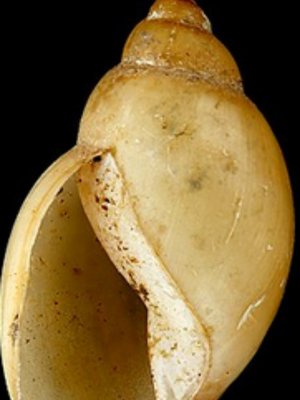 Cover of Dungeon Ecology